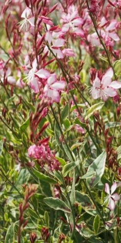 OENOTHERA Lindheimeri Freefolk Rosy ('Harrfolk') (G/v) 5 OENOTHERA Lindheimeri Freefolk Rosy ('Harrfolk') (G/v) -Hardy Garden Verkoop gaura lindheimeri freefolk rosy 7070005