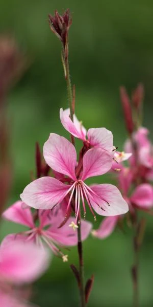 OENOTHERA Rosy Shimmers ('Harshim' PBR) (G) 1 OENOTHERA Rosy Shimmers ('Harshim' PBR) (G)