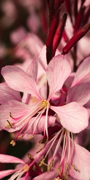 OENOTHERA Rosy Shimmers ('Harshim' PBR) (G) 2 OENOTHERA Rosy Shimmers ('Harshim' PBR) (G) - Image 2