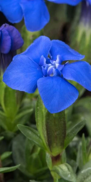 GENTIANA Verna 1 GENTIANA Verna