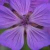 GERANIUM Malviflorum
