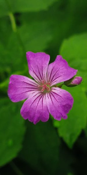 GERANIUM Nodosum 1 GERANIUM Nodosum
