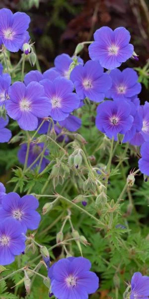 GERANIUM 'Orion' 1 GERANIUM 'Orion'