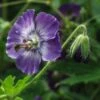 GERANIUM Phaeum Lilac