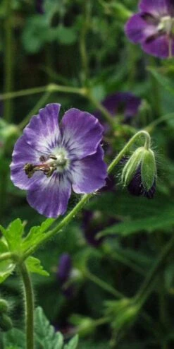 GERANIUM Phaeum Lilac