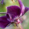 GERANIUM Phaeum Var. Phaeum 'Samobor'