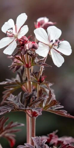 GERANIUM Pratense 'Midnight Ghost'