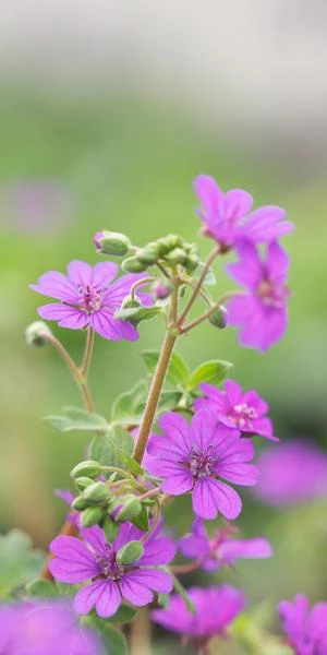 GERANIUM Pyrenaicum 'Bill Wallis' 1 GERANIUM Pyrenaicum 'Bill Wallis'