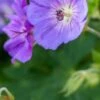 GERANIUM 'Rozanne' PBR
