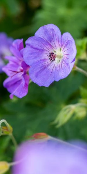 GERANIUM 'Rozanne' PBR 1 GERANIUM 'Rozanne' PBR