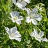 GERANIUM Sanguineum 'Album'