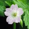 GERANIUM X Oxonianum 'Lace Time'