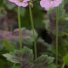 GERANIUM X Oxonianum 'Walter's Gift'