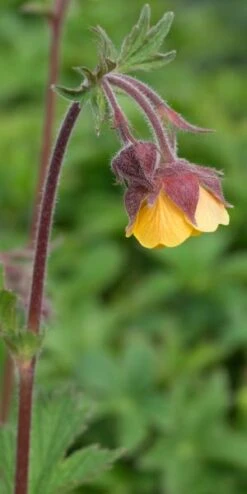 New Release -Hardy Garden Verkoop geum bremner s nectarine 4231998