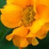 GEUM 'Mandarin'