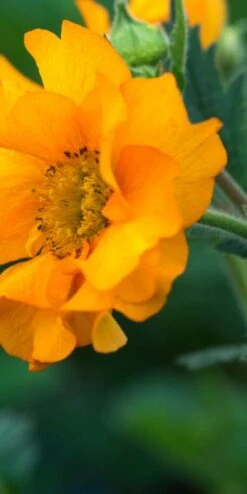 New Release -Hardy Garden Verkoop geum mandarin 4150086 2 3