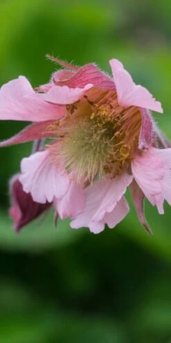 New Release -Hardy Garden Verkoop geum pink frills 5010246