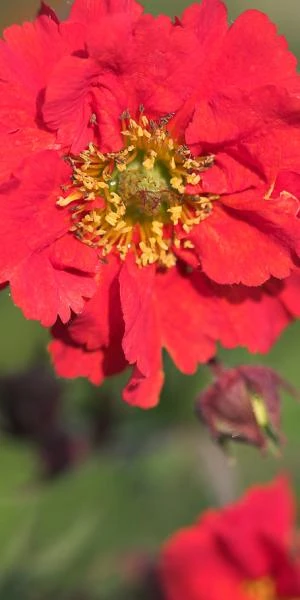 GEUM 'Red Wings' 1 GEUM 'Red Wings'