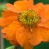 GEUM 'Rijnstroom'