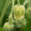 GEUM Rivale 'Album'