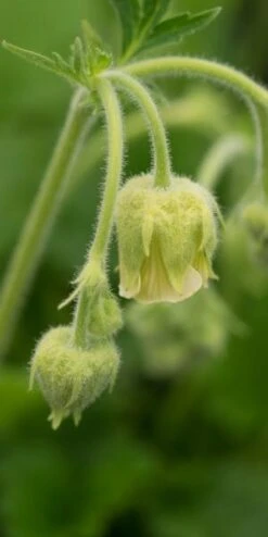 GEUM Rivale 'Album'