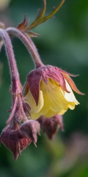 GEUM Rivale 'Cream Drop' 1 GEUM Rivale 'Cream Drop'