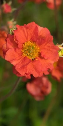 GEUM Scarlet Tempest PBR
