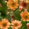 GEUM 'Totally Tangerine' PBR