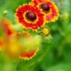 HELENIUM Autumnale 'Fuego' (Mariachi Series) PBR