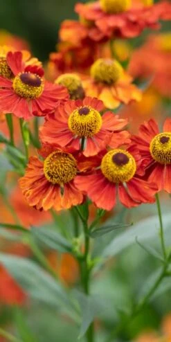 HELENIUM 'Baudirektor Linne' -Hardy Garden Verkoop helenium baudirektor linne 8200624