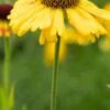 HELENIUM 'Wyndley'