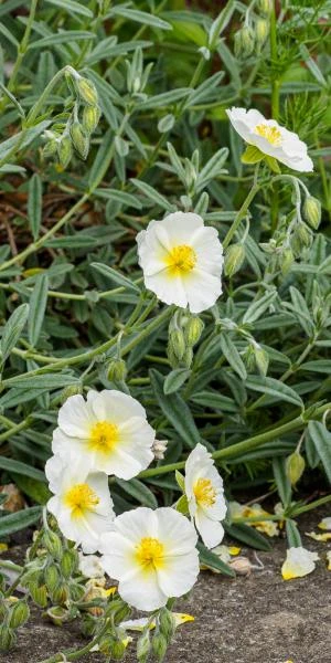 HELIANTHEMUM 'Wisley White' 2 HELIANTHEMUM 'Wisley White' - Image 2