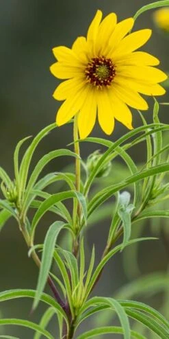 HELIANTHUS Salicifolius