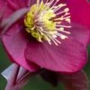 HELLEBORUS Anna's Red (Frostkiss Series)