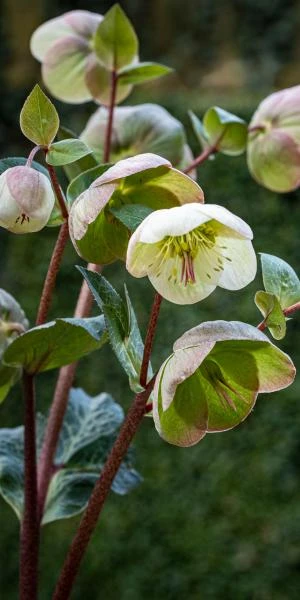 HELLEBORUS (Rodney Davey Marbled Group) Moondance 1 HELLEBORUS (Rodney Davey Marbled Group) Moondance