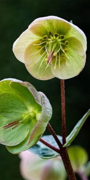 HELLEBORUS (Rodney Davey Marbled Group) Moondance 2 HELLEBORUS (Rodney Davey Marbled Group) Moondance - Image 2