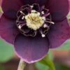 HELLEBORUS Orientalis 'Magic Aubergine' (Magic Collection)