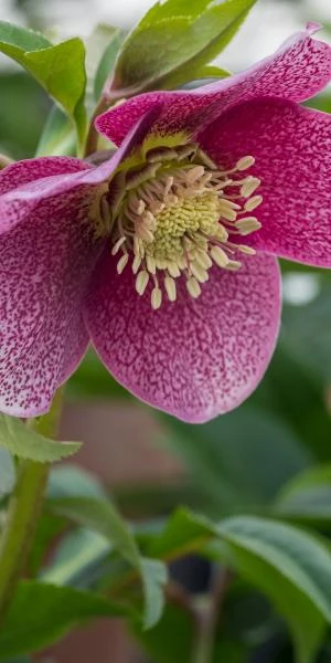 HELLEBORUS Orientalis 'Magic Red' 1 HELLEBORUS Orientalis 'Magic Red'