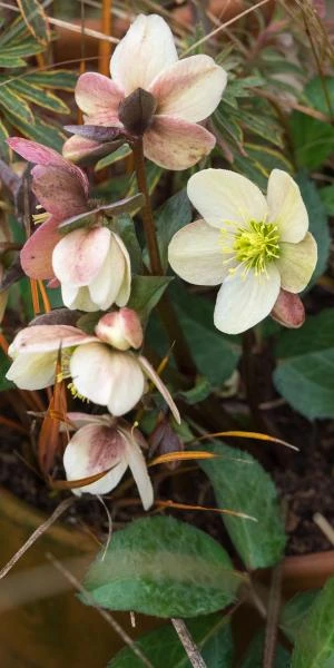 HELLEBORUS X Nigercors 'Emma' PBR 2 HELLEBORUS X Nigercors 'Emma' PBR - Image 2