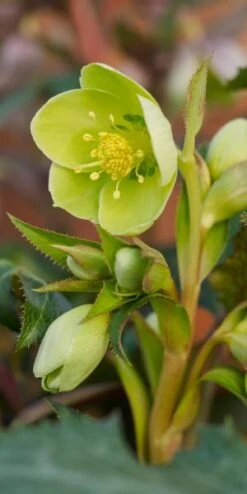 HELLEBORUS X Sternii 'Boughton Beauty'