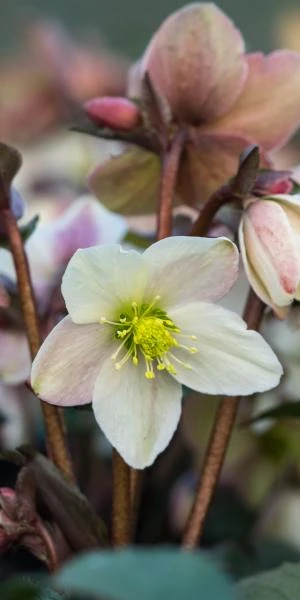 HELLEBORUS X Nigercors 'Emma' PBR 1 HELLEBORUS X Nigercors 'Emma' PBR