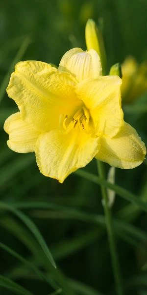 HEMEROCALLIS 'Happy Returns' 1 HEMEROCALLIS 'Happy Returns'