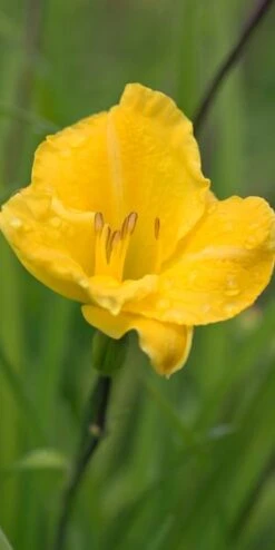 HEMEROCALLIS 'Irish Elf'