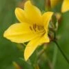 HEMEROCALLIS 'Lemon Bells'