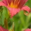 HEMEROCALLIS 'Pink Damask'