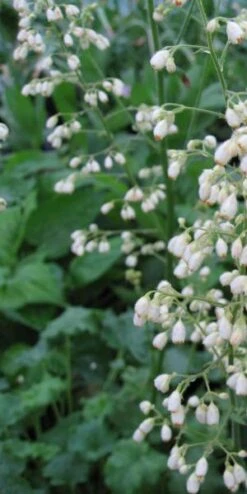 HEUCHERA 'White Spires'