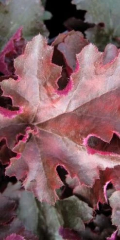 HEUCHERA 'Chocolate Ruffles' PBR