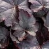 HEUCHERA 'Obsidian' PBR