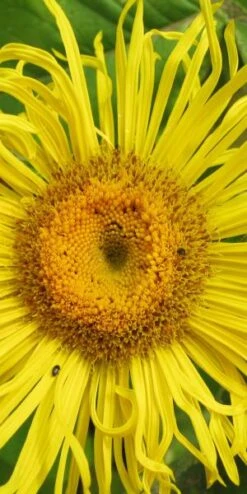 INULA Magnifica