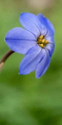 IPHEION 'Jessie'